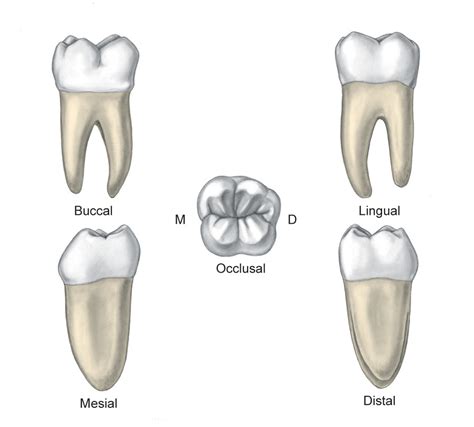 Mandibular second molar .